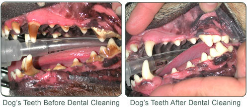 Before and after dental cleaning Sunnyside Pet Healthcare Center 