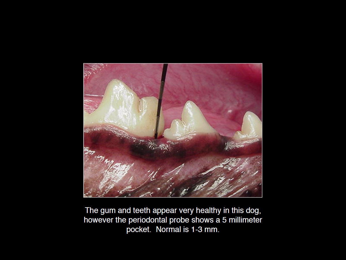 dental image