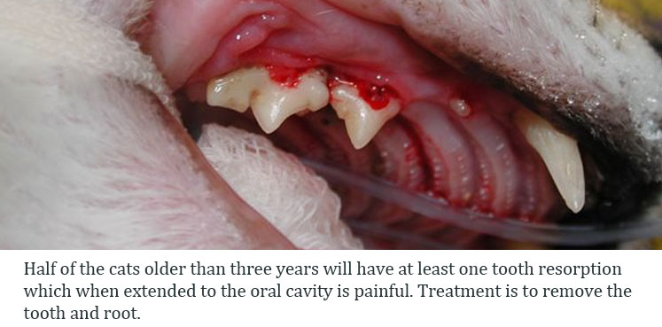 Feline tooth resorption 
